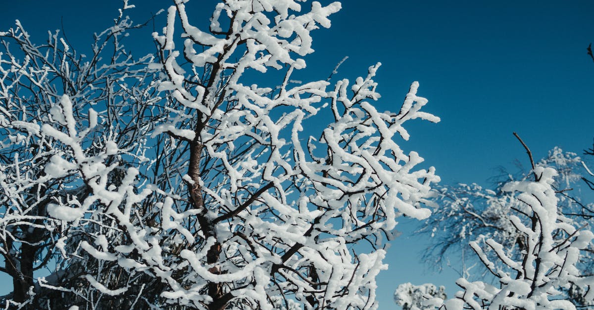 Freeze ice to far below 0 Celsius? - From below of leafless tree covered with hoarfrost and snow growing in forest against blue sky Freeze ice to far below 0 Celsius? - From below of leafless tree covered with hoarfrost and snow growing in forest against blue sky