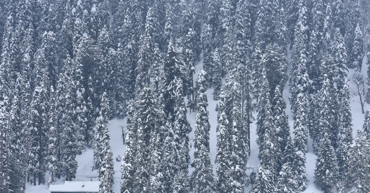Freezing boiled octopus - Snow Covered Pine Trees in the Mountain