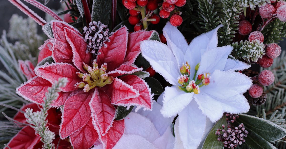 Freezing Buttercream Flowers for later use? - Close-Up Shot of White and Red Frozen Flowers Freezing Buttercream Flowers for later use? - Close-Up Shot of White and Red Frozen Flowers