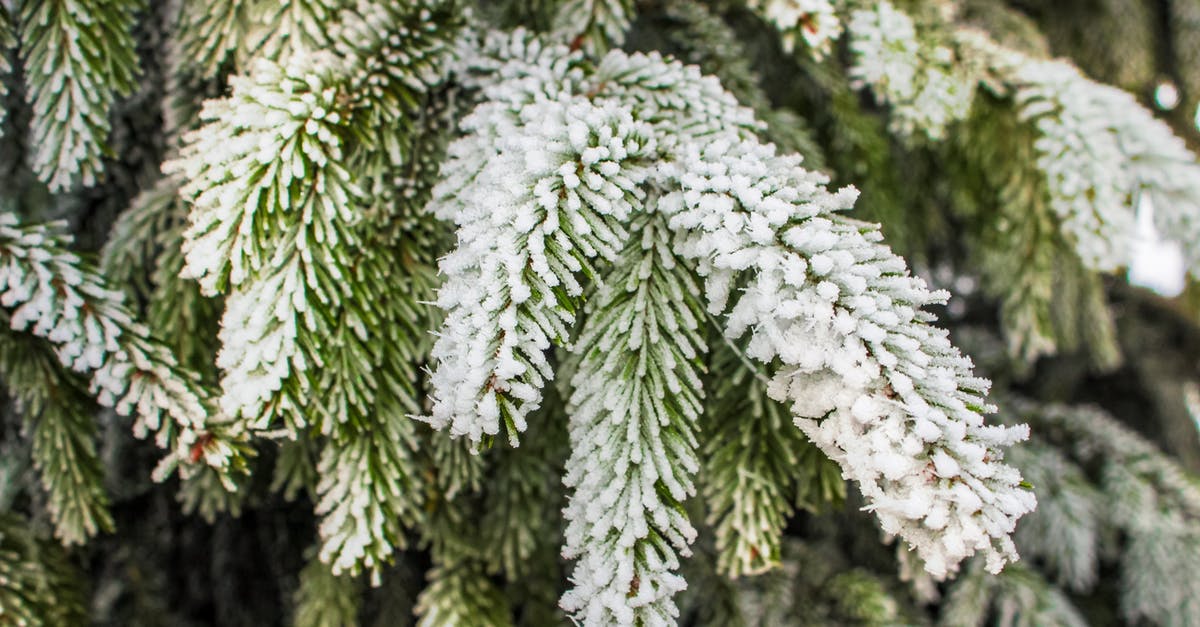 Freezing fresh juices - Green Pine Tree Covered With Snow Freezing fresh juices - Green Pine Tree Covered With Snow