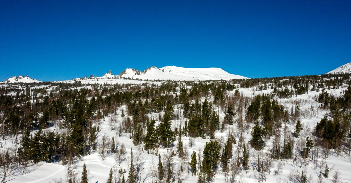 Freezing ready-cooked veg - Snow Covered Trees Under Blue Sky Freezing ready-cooked veg - Snow Covered Trees Under Blue Sky