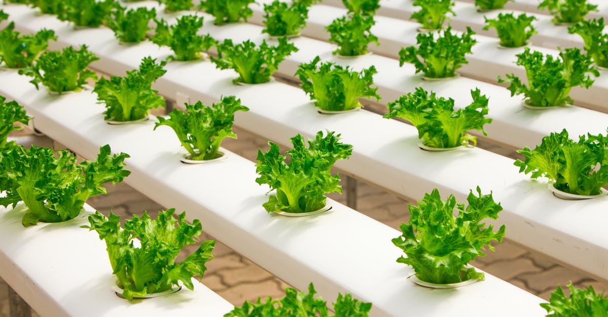 Fresh basil storage - View of Vegetables Fresh basil storage - View of Vegetables