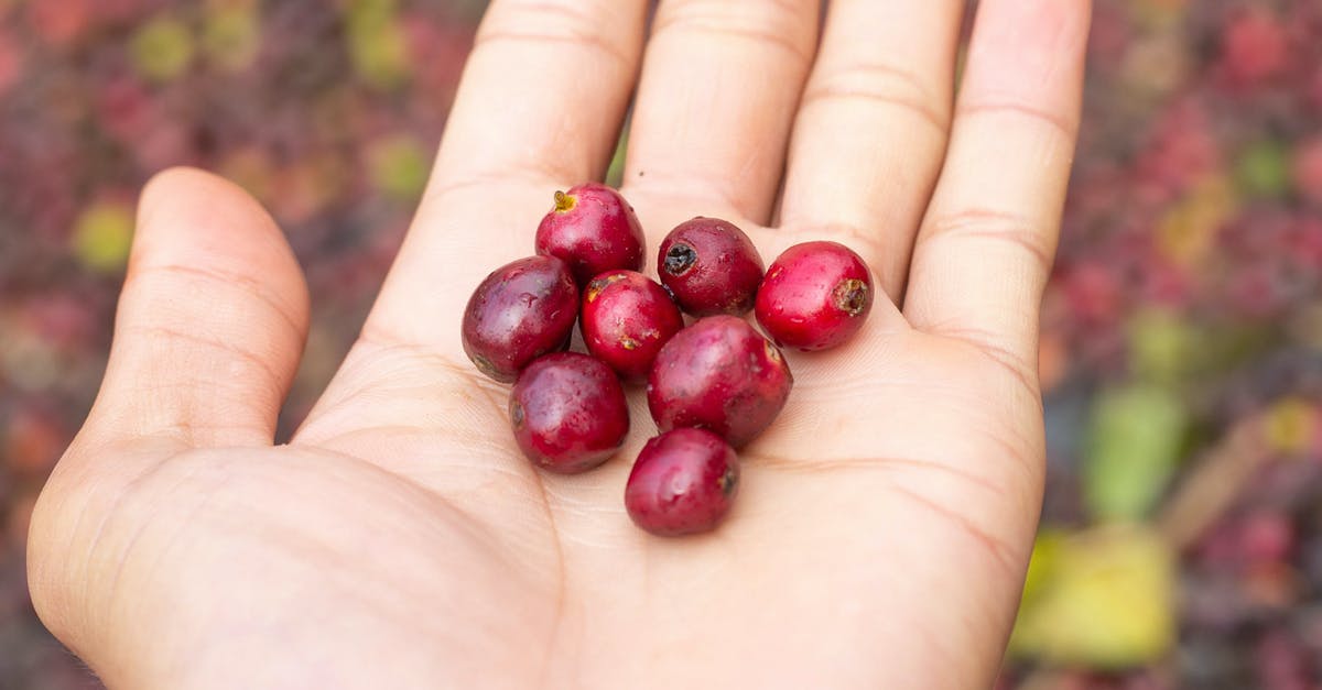 Fresh cranberries OR frozen cranberries - Person Holding Cranberries Fresh cranberries OR frozen cranberries - Person Holding Cranberries