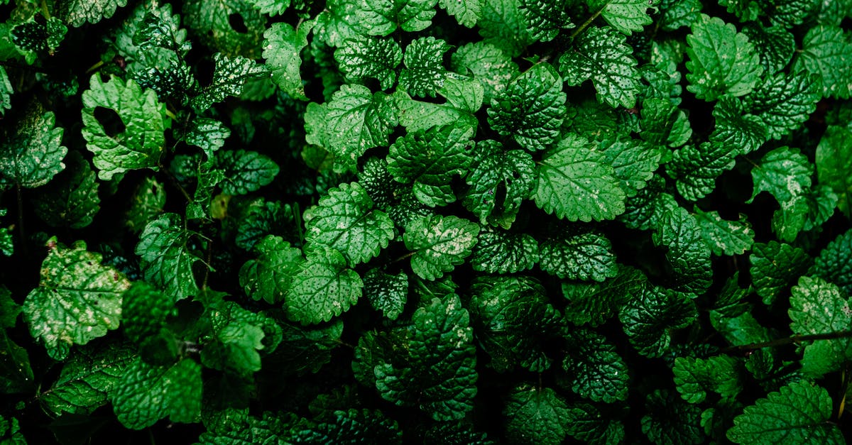 Fresh Herb Storage - Green Plant in Close Up Photography Fresh Herb Storage - Green Plant in Close Up Photography
