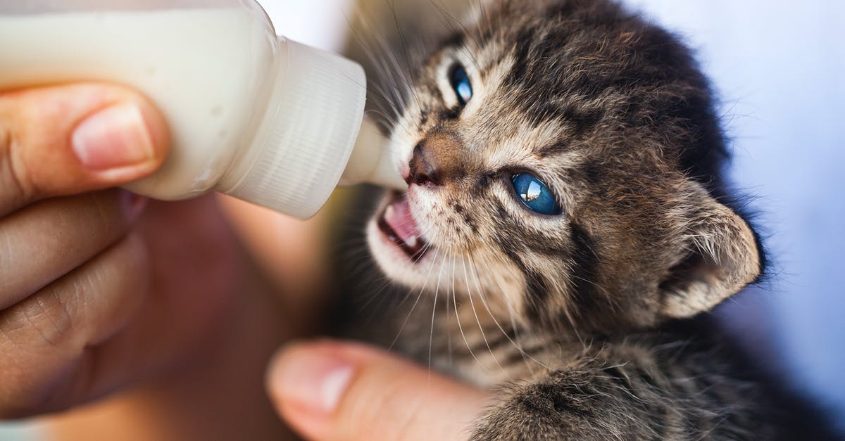 Frothing Milk By Hand - Close-Up Photo of Person Feeding a Kitten Frothing Milk By Hand - Close-Up Photo of Person Feeding a Kitten