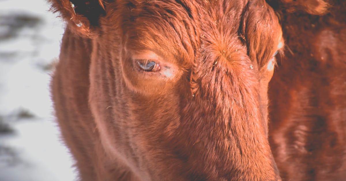 Frozen Misto pump head - Domestic bull with brown fur standing on snowy ground in rural area in countryside on blurred background in winter day Frozen Misto pump head - Domestic bull with brown fur standing on snowy ground in rural area in countryside on blurred background in winter day