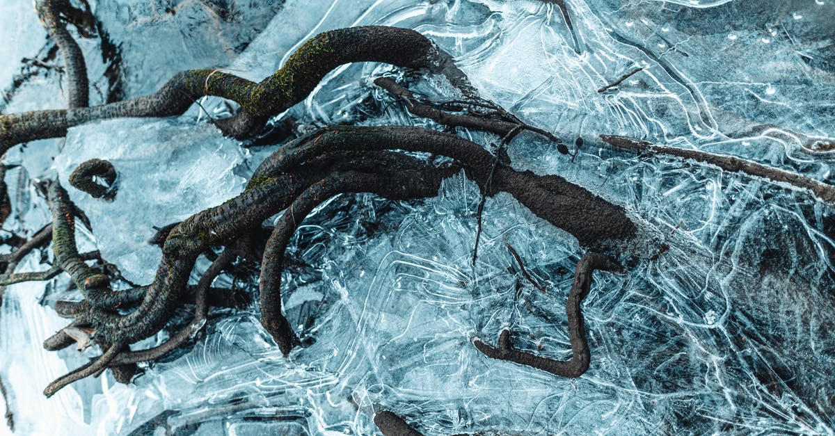 Frozen onions in root cellar - Ice frozen water with roots and cracks