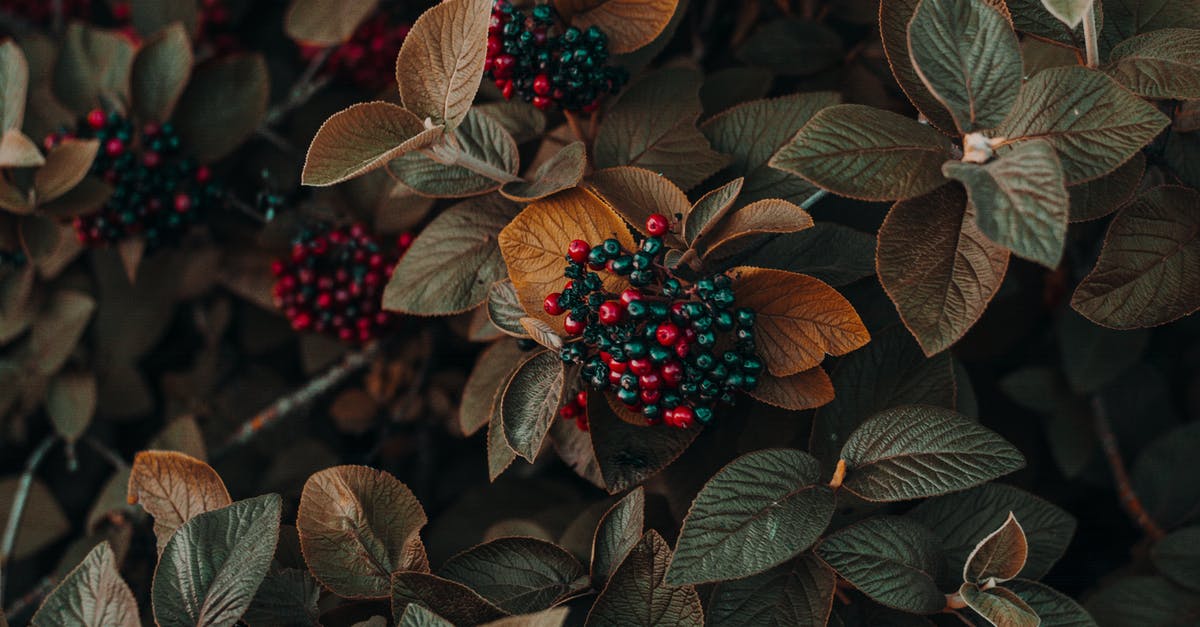 Fruit color change - Close Up Photo of Berries Fruit color change - Close Up Photo of Berries