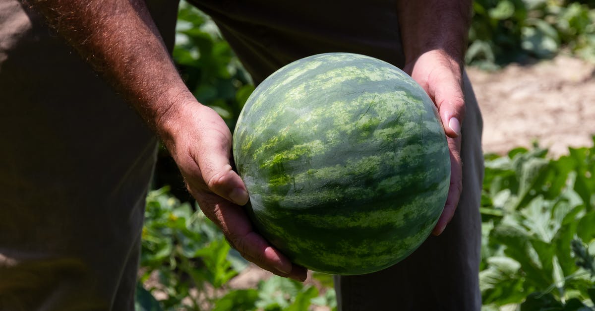 Fruit Flies and Storage of Fresh Produce - Close-up Photo of Person Holding Green Watermelon Fruit Fruit Flies and Storage of Fresh Produce - Close-up Photo of Person Holding Green Watermelon Fruit