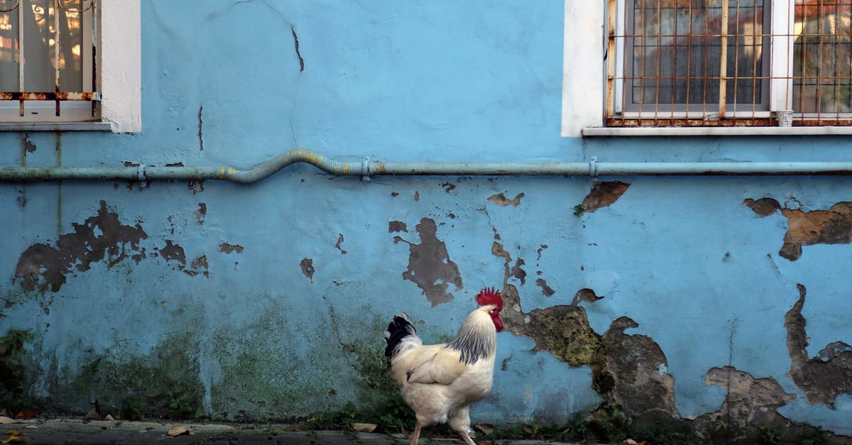 Frying a rooster rather than roasting? - White and Black Chicken Walking on Sidewalk Frying a rooster rather than roasting? - White and Black Chicken Walking on Sidewalk