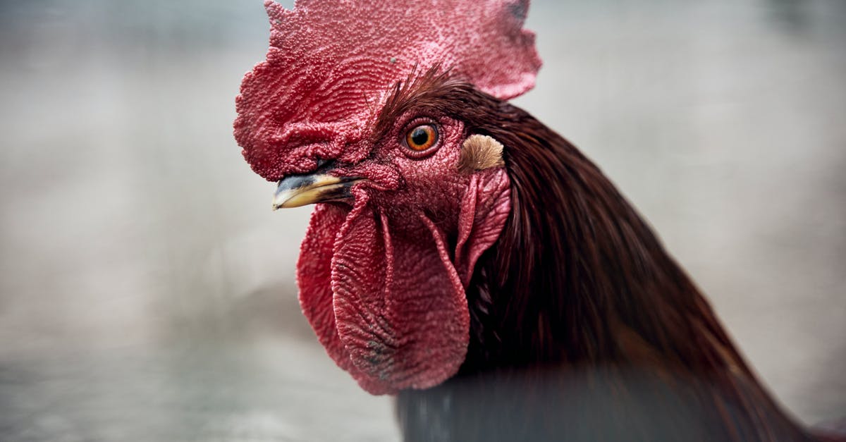 Frying a rooster rather than roasting? - Red Rooster in Close Up Photography Frying a rooster rather than roasting? - Red Rooster in Close Up Photography
