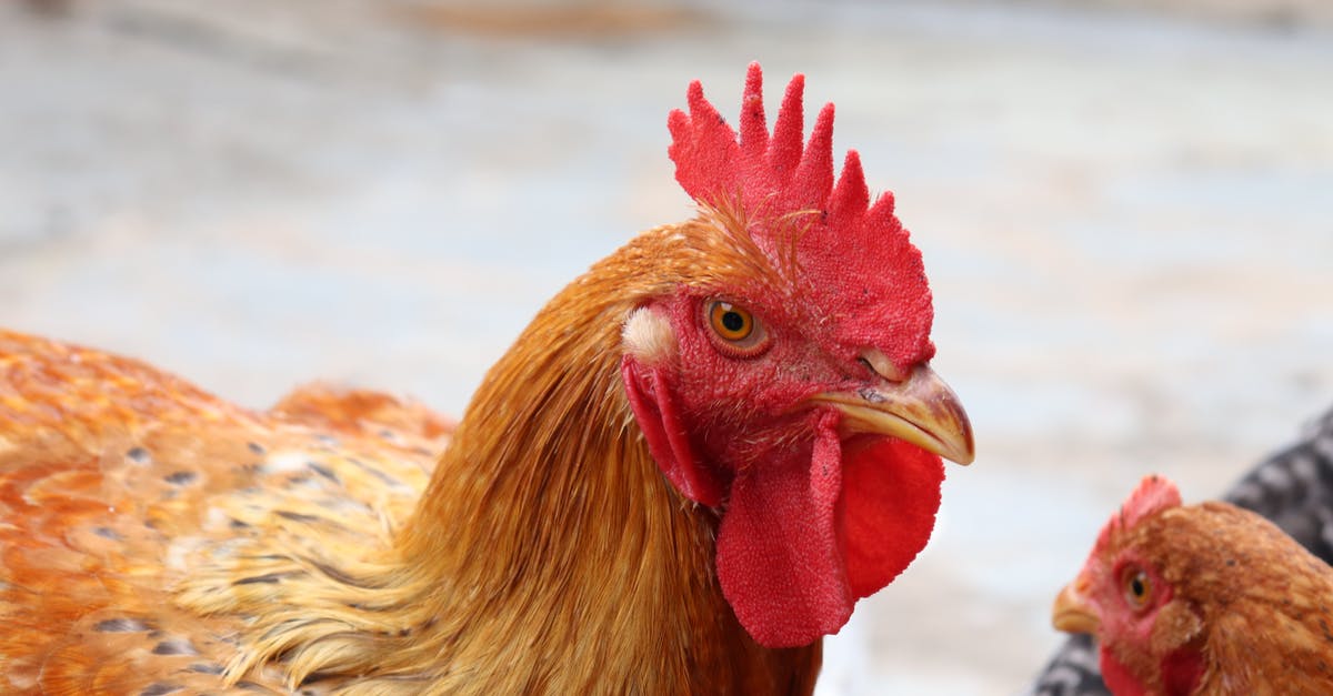 Frying a rooster rather than roasting? - Brown Rooster on Black and White Textile Frying a rooster rather than roasting? - Brown Rooster on Black and White Textile
