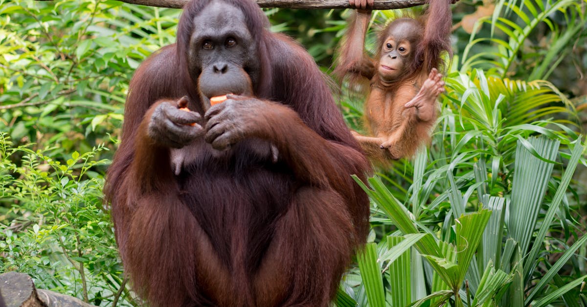 Garlic brown spots, safe to eat the rest of the bulb? - Orangutan eating fruit near funny baby primate hanging on liana Garlic brown spots, safe to eat the rest of the bulb? - Orangutan eating fruit near funny baby primate hanging on liana