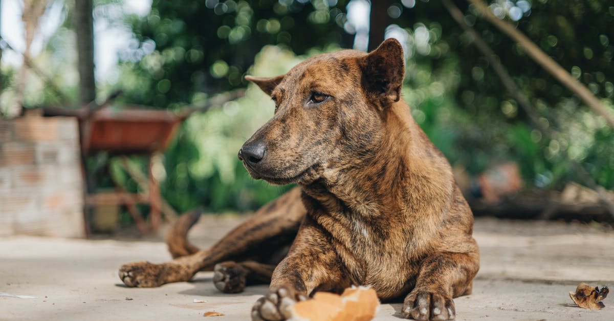 Garlic brown spots, safe to eat the rest of the bulb? - Tranquil mongrel dog lying on ground with piece of bread Garlic brown spots, safe to eat the rest of the bulb? - Tranquil mongrel dog lying on ground with piece of bread