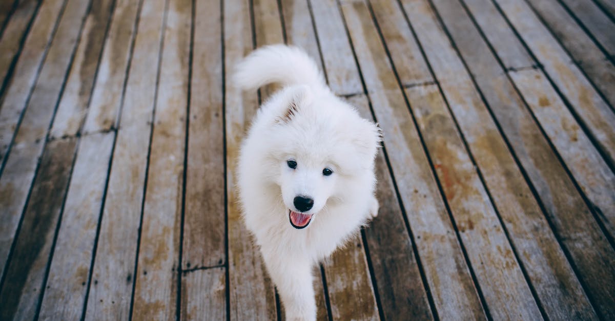Gnocchi - best fluffy technique - Samoyed Puppy Walking on Wooden Flooring Gnocchi - best fluffy technique - Samoyed Puppy Walking on Wooden Flooring