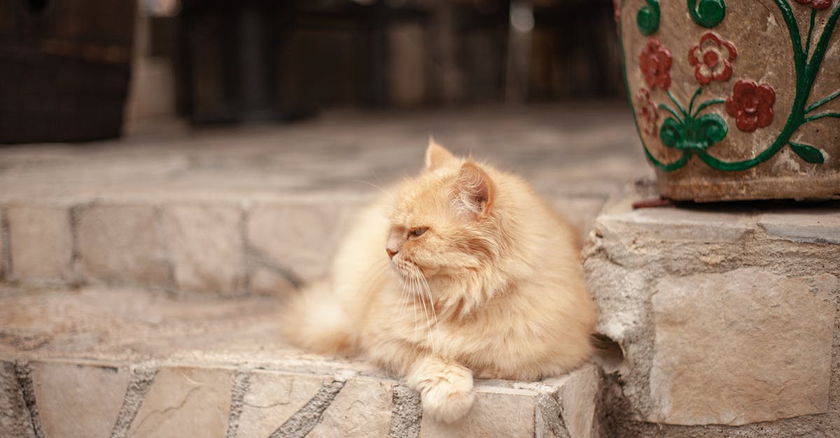 Gnocchi - best fluffy technique - Orange Tabby Cat on Gray Concrete Stairs Gnocchi - best fluffy technique - Orange Tabby Cat on Gray Concrete Stairs