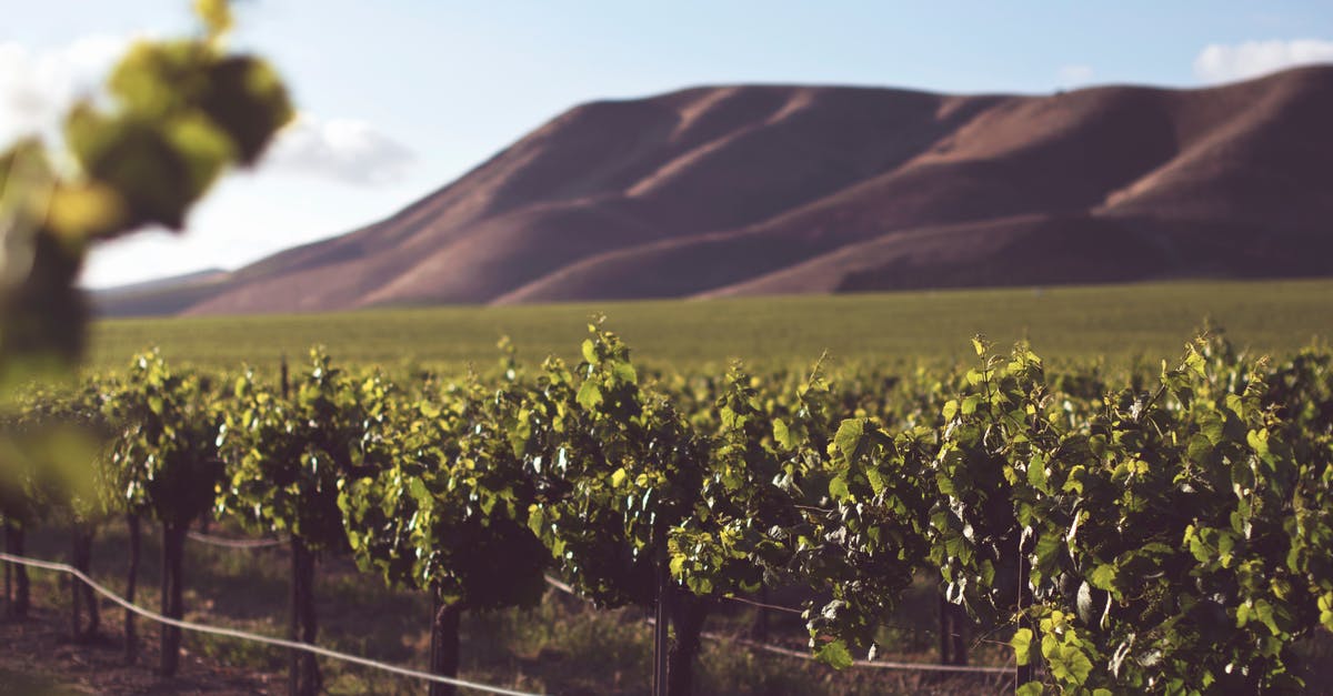 Grape vinegar vs wine vinegar - Photography of Green Plant Crops Grape vinegar vs wine vinegar - Photography of Green Plant Crops