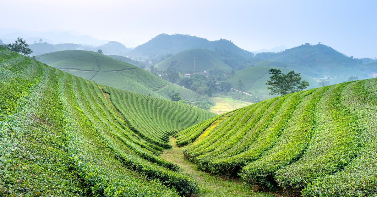 Grassy Tea and brands - Green agricultural tea plantations with rows located on farmland against hilly area covered with grass in rural area on summer day Grassy Tea and brands - Green agricultural tea plantations with rows located on farmland against hilly area covered with grass in rural area on summer day
