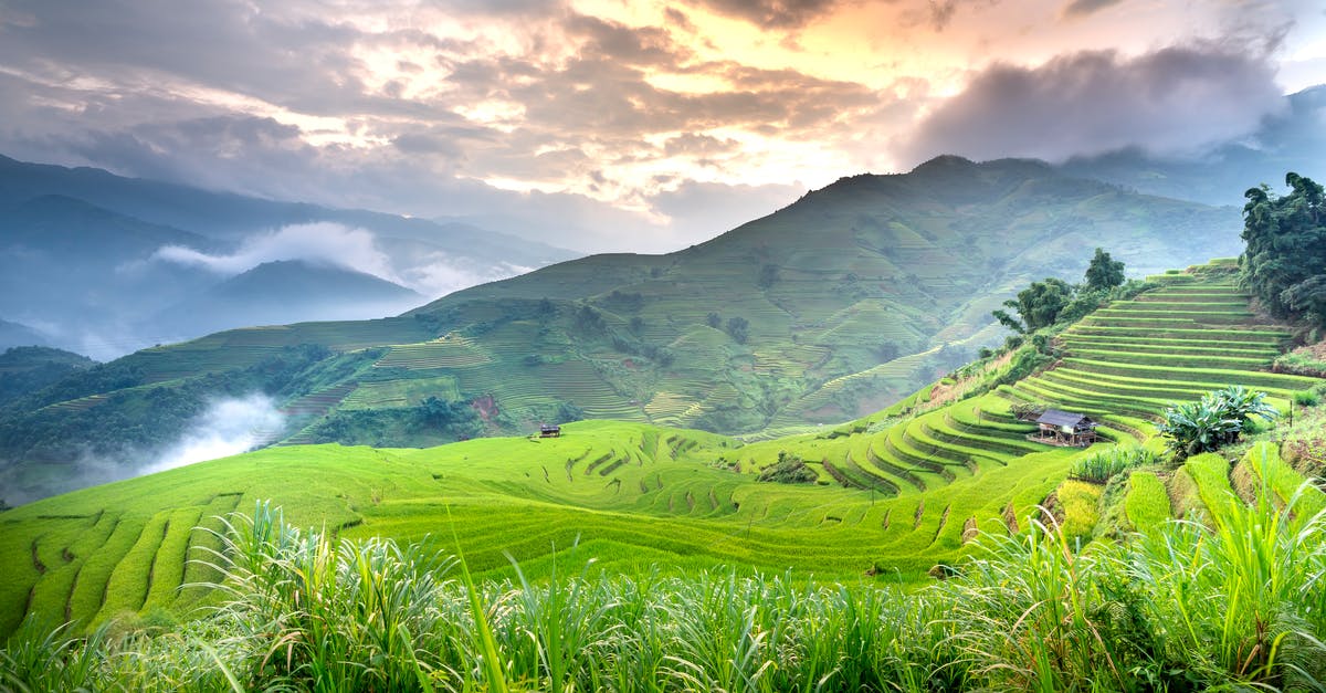 Grassy Tea and brands - Tea plantations on green farmland Grassy Tea and brands - Tea plantations on green farmland