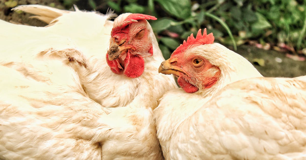 Gratin without a broiler - White Hen on Green Grass Gratin without a broiler - White Hen on Green Grass