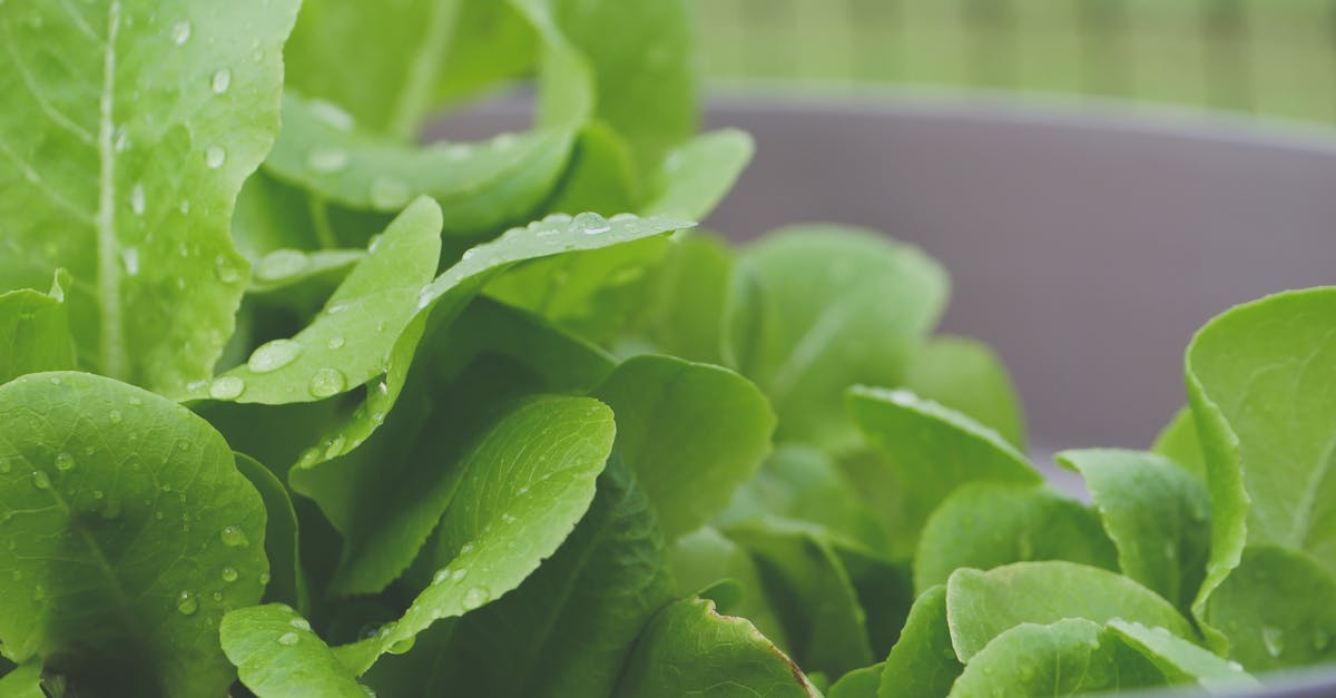 Green lettuce water? - Selective Focus Photo of Green Lettuce Green lettuce water? - Selective Focus Photo of Green Lettuce