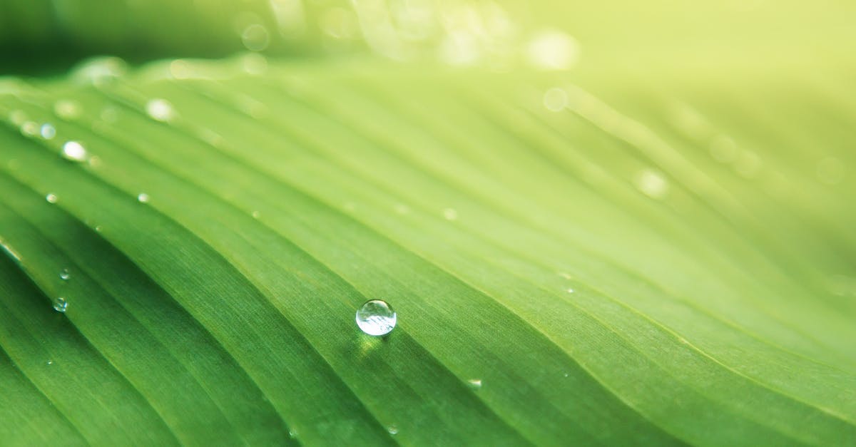 Green line in chicken? [duplicate] - Water Droplet on Green Leaf
