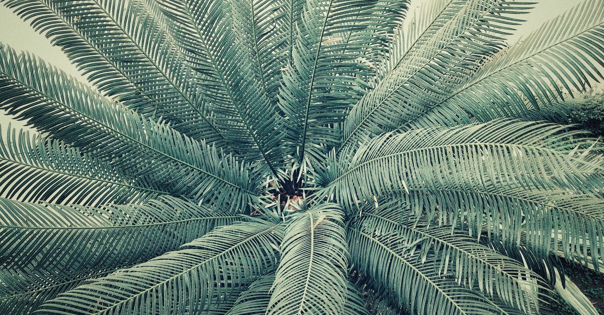 Green line in chicken? [duplicate] - Palm Tree