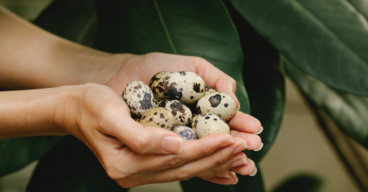 Green spots on bullseye egg - Woman with quail eggs in hands Green spots on bullseye egg - Woman with quail eggs in hands