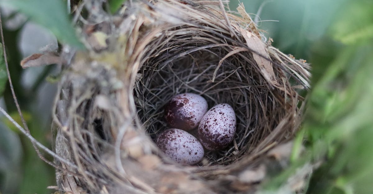 Green spots on bullseye egg - From above of spotted bird eggs in dry nest coiled of tree twigs near green leaves in daylight in park Green spots on bullseye egg - From above of spotted bird eggs in dry nest coiled of tree twigs near green leaves in daylight in park