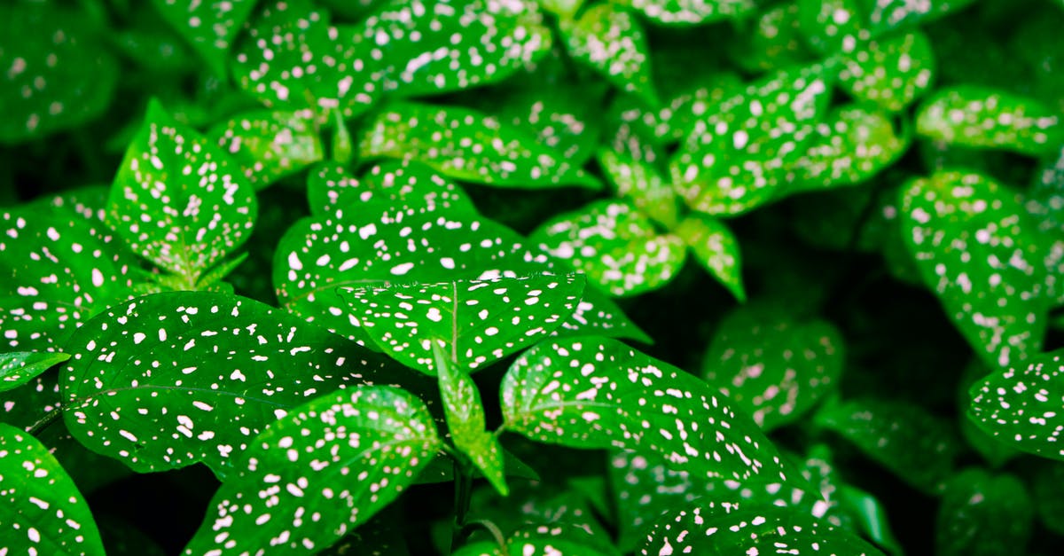Green spots on bullseye egg - Water Droplets on Green Leaves Green spots on bullseye egg - Water Droplets on Green Leaves