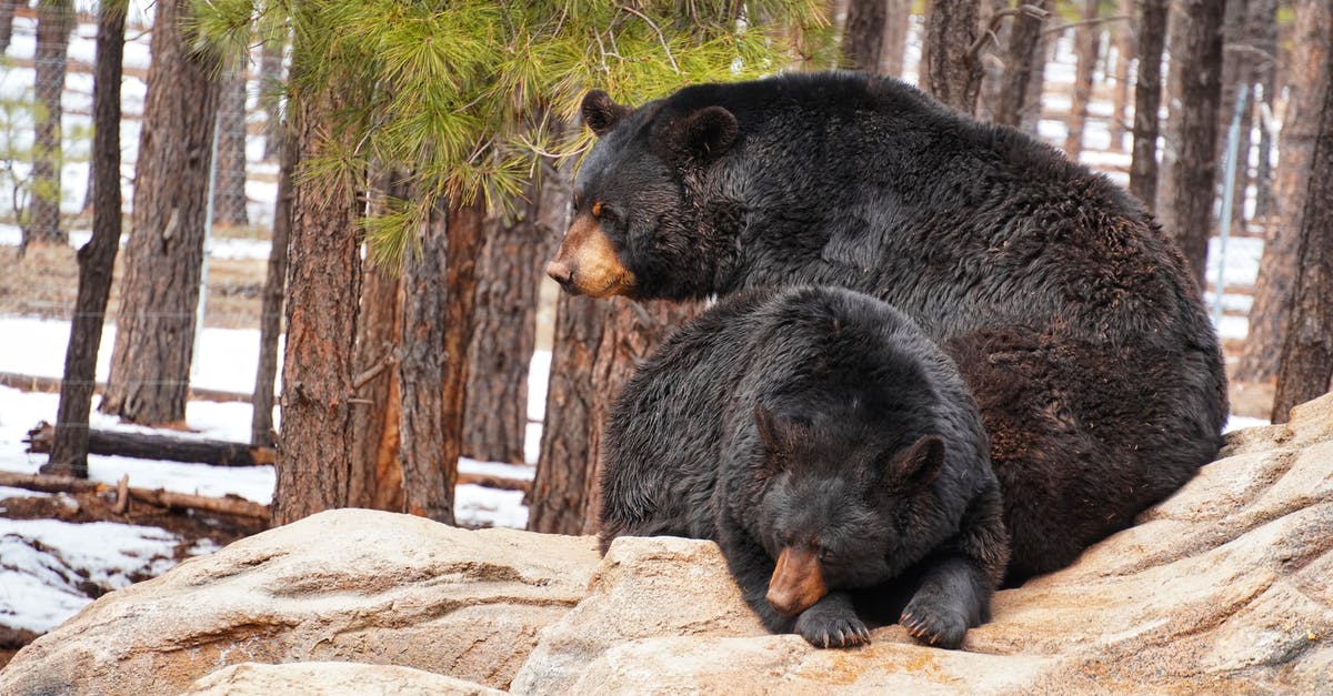 Griddle pan vs. Large frypan? - Black Bear on Brown Rock Griddle pan vs. Large frypan? - Black Bear on Brown Rock