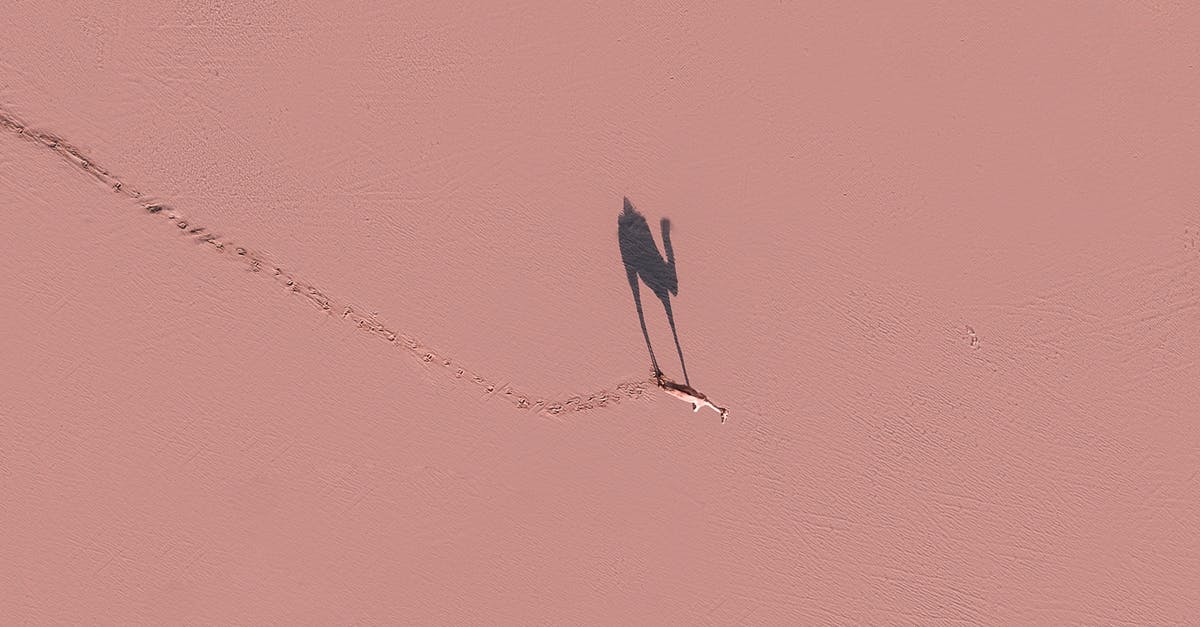 Ground beef stays pink for 10 days, doesn’t seem right - Camel walking on pink surface in sunny day
