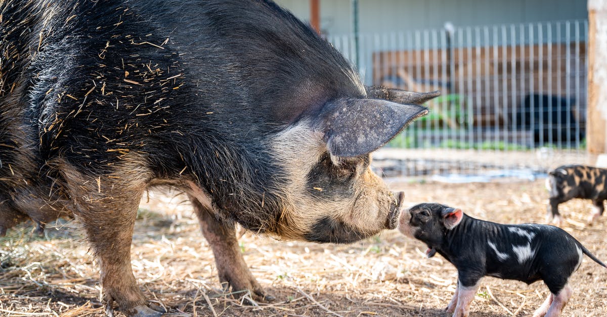 Ground Beef vs. Ground Pork - Side view of spotted mini pig and big pig sniffing noses each other and standing on farmyard at daytime Ground Beef vs. Ground Pork - Side view of spotted mini pig and big pig sniffing noses each other and standing on farmyard at daytime