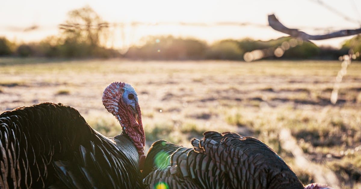 Ground Turkey "with natural flavoring" - Side view of adult Meleagris gallopavo Linnaeus with black feathers and long wattles in field covered with dry yellow grass in sunlight on blurred background Ground Turkey "with natural flavoring" - Side view of adult Meleagris gallopavo Linnaeus with black feathers and long wattles in field covered with dry yellow grass in sunlight on blurred background