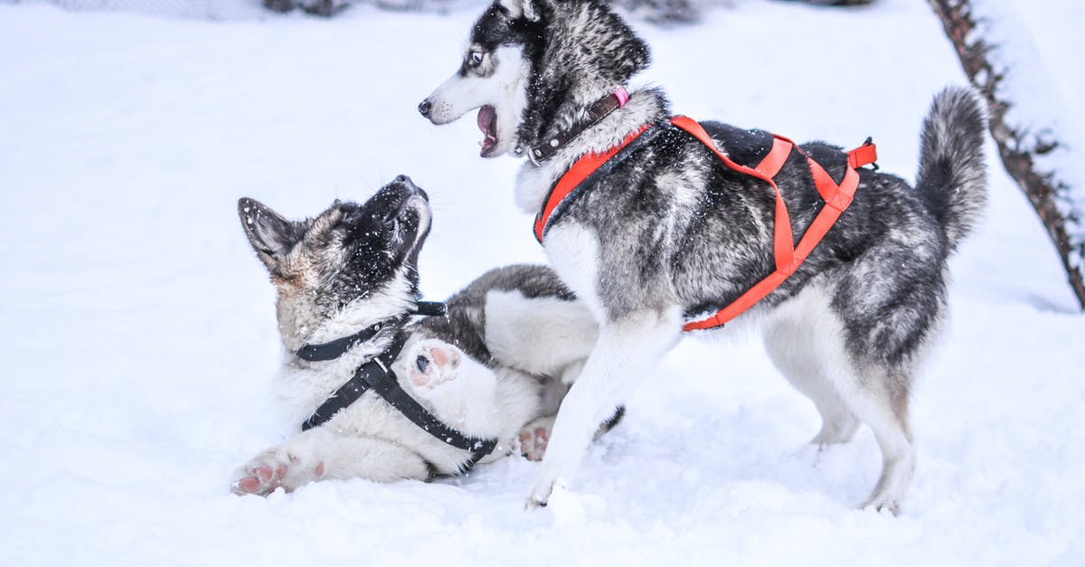 Had my frozen hot dogs gone rancid? - Dog in Snow Had my frozen hot dogs gone rancid? - Dog in Snow