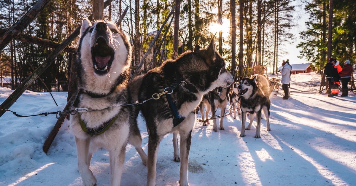 Had my frozen hot dogs gone rancid? - Adult White and Black Siberian Husky Outdoor Had my frozen hot dogs gone rancid? - Adult White and Black Siberian Husky Outdoor