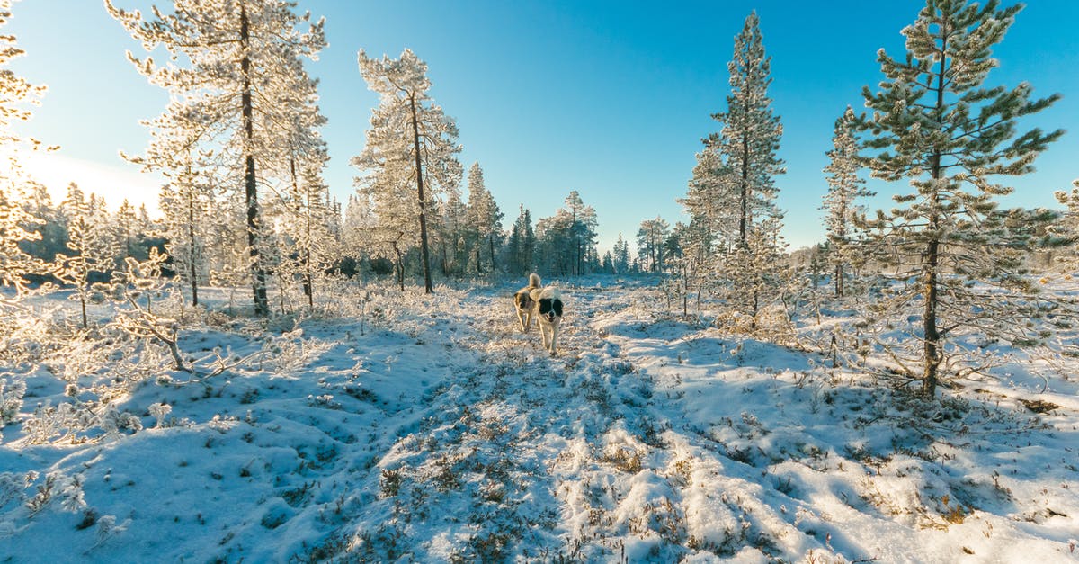 Had my frozen hot dogs gone rancid? - Animals Walking on Snow Covered Forest Had my frozen hot dogs gone rancid? - Animals Walking on Snow Covered Forest