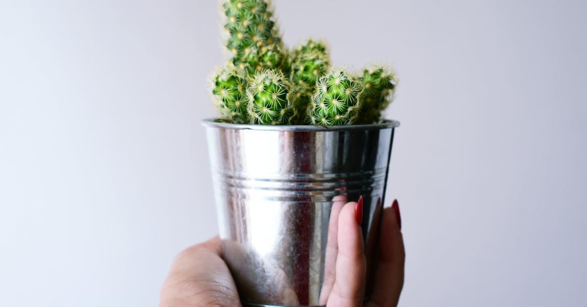 Hand operated can sealer - Person Holding Can With Cactus Plant Hand operated can sealer - Person Holding Can With Cactus Plant