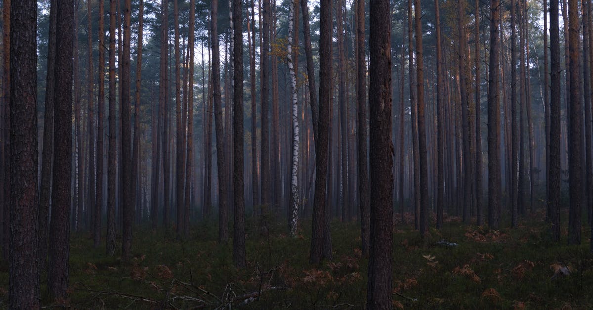 Has anyone ever tried birch sap as a tonic? - Lone Birch in Coniferous Forest 