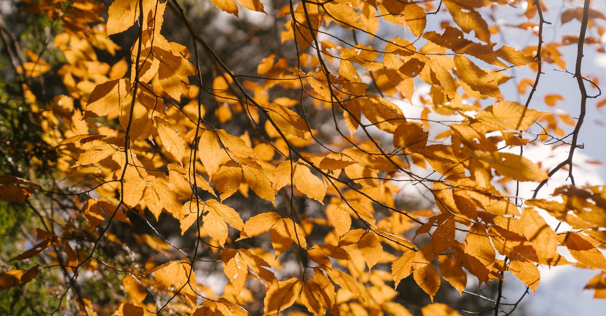Has anyone ever tried birch sap as a tonic? - Tree branches with yellow foliage in sunlight