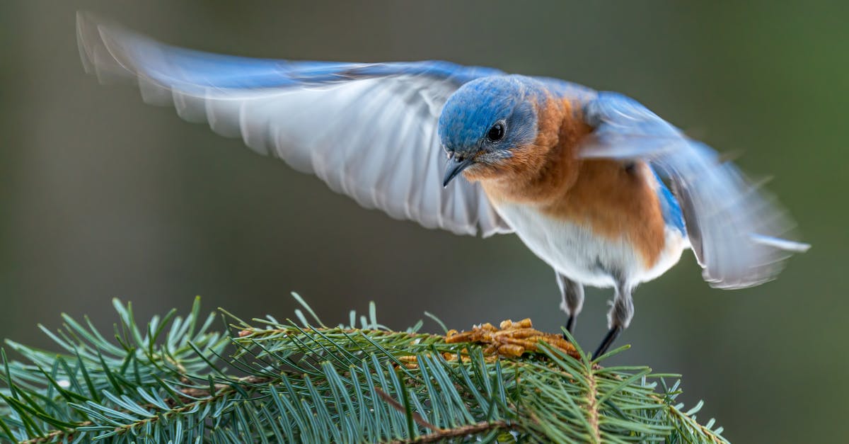 Hazelnut spread preservation - Colorful male specie of eastern bluebird starting flight Hazelnut spread preservation - Colorful male specie of eastern bluebird starting flight