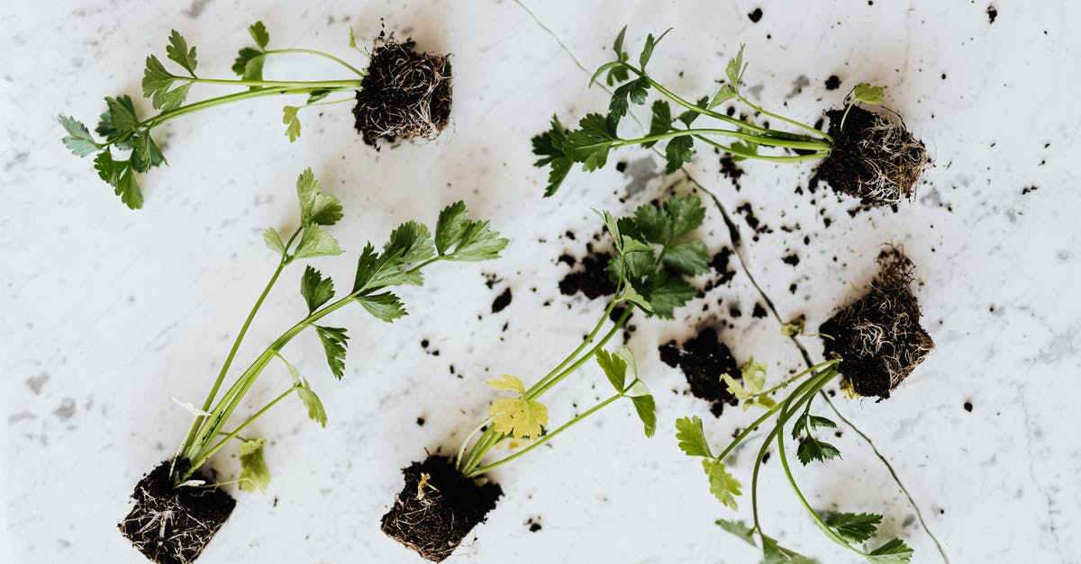 Help identify a strange root vegetable - From above of small fresh parsley sprouts with soil on roots placed on white marble surface waiting for planting or healthy food adding Help identify a strange root vegetable - From above of small fresh parsley sprouts with soil on roots placed on white marble surface waiting for planting or healthy food adding