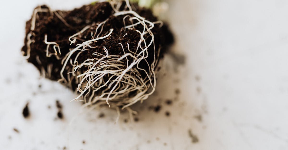 Help identify a strange root vegetable - From above dirty roots with fertile soil of delicate small green plant prepared for gardening placed on marble table Help identify a strange root vegetable - From above dirty roots with fertile soil of delicate small green plant prepared for gardening placed on marble table