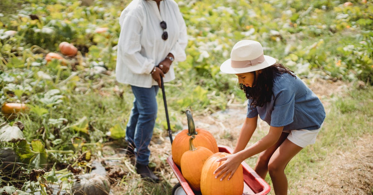 Help identifying squash - Full body of young Hispanic girl collecting pumpkins in cart while helping mother in agricultural field Help identifying squash - Full body of young Hispanic girl collecting pumpkins in cart while helping mother in agricultural field