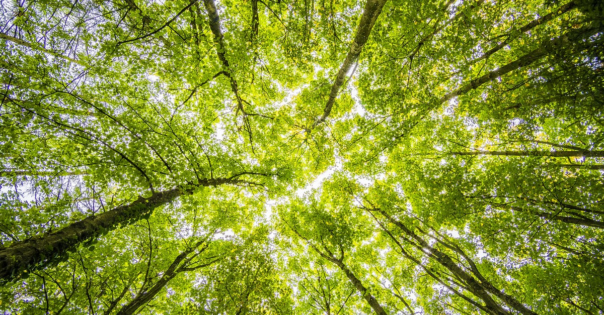 Help! Liege Waffle excessively dense - Worms Eyeview of Green Trees