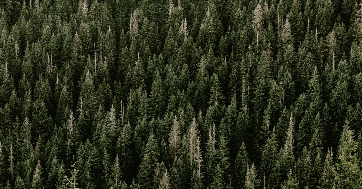 Help! Liege Waffle excessively dense - Aerial View of Green Coniferous Trees