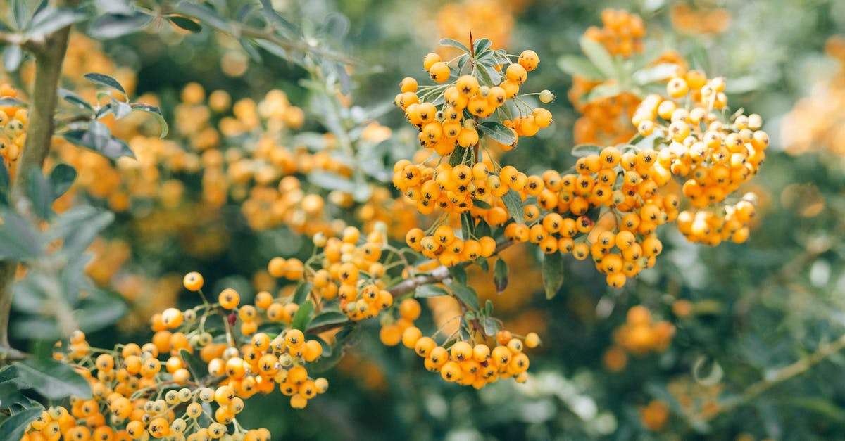 Hitting specific color of orange in a sponge cake - Yellow Round Fruits in Tilt Shift Lens