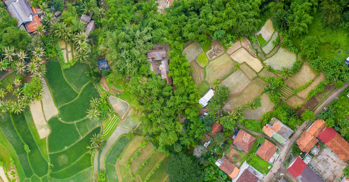 Home made Rice Milk that's not slimy or chalky? - Aerial View of Rice Fields With Houses Home made Rice Milk that's not slimy or chalky? - Aerial View of Rice Fields With Houses