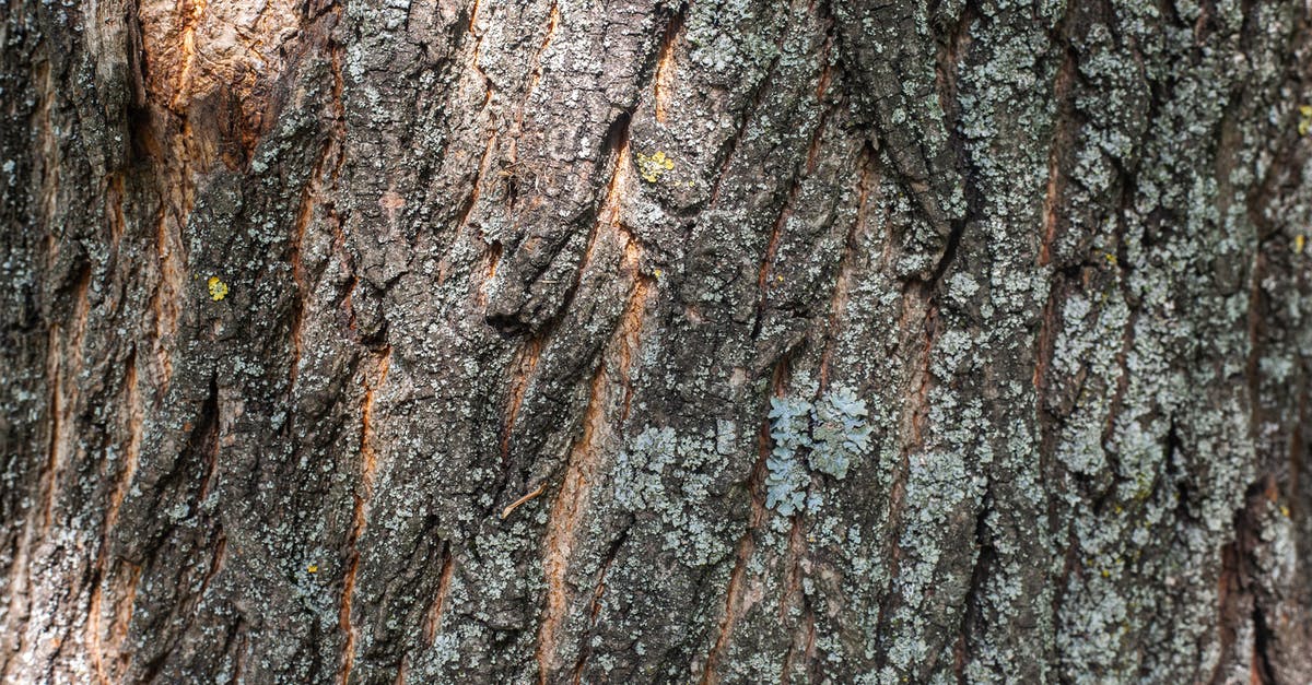 Homemade taffy turned out too thick and hard - Background of old tree with rough bark Homemade taffy turned out too thick and hard - Background of old tree with rough bark