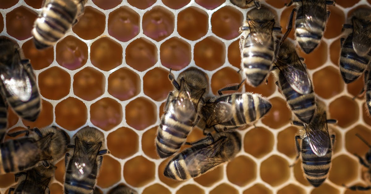 Honeycomb in honey - how long does it last? - Bee and Beehive